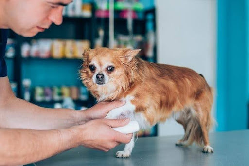 A vet bandaging a dog as part of the pain and arthritis management strategy.