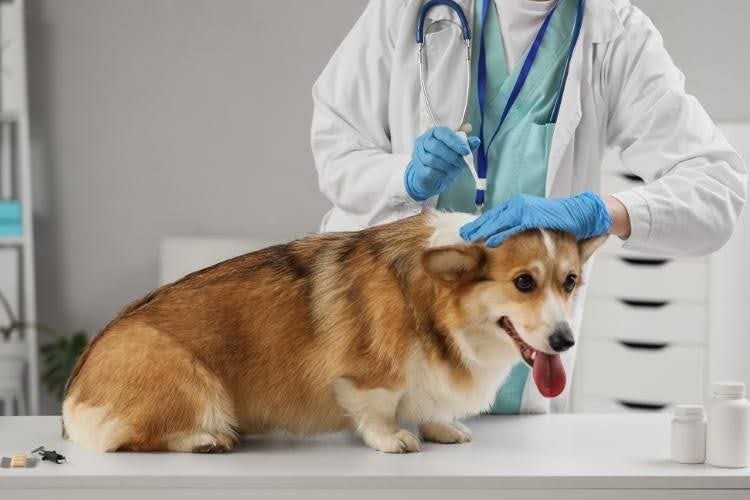 Veterinarian examining dog and administering treatment, as the next steps if you think your dog has skin allergies.