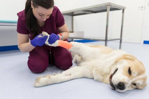 A veterinarian checking for the common signs of arthritis in dogs.