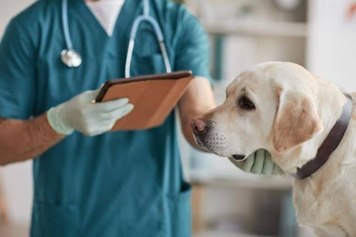 Veterinarian evaluating a dog's quality of life and discussing assessment tools and additional resources with a pet owner.