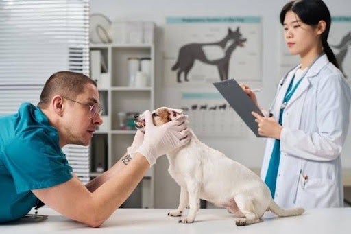 Veterinarian examining a dog before a dental procedure as part of the dog tooth extraction process.