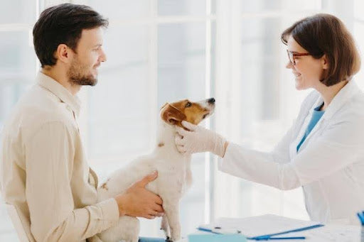 Veterinarian examining a dog during a check-up while the owner looks on, ensuring the dog is evaluated for conditions like heart disease as part of responsible pet care.