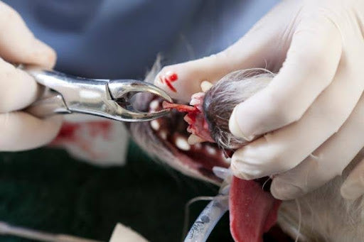 Veterinarian performing a dog tooth extraction during dental surgery for severe periodontal disease and damaged teeth.