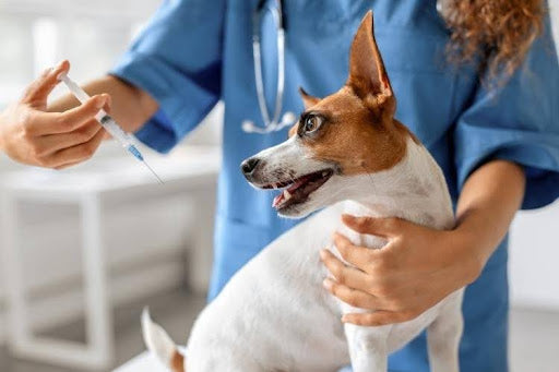 Treatment Options and Long-Term Support for Immune Disorders in Dogs: veterinarian preparing treatment for a dog during a medical exam.