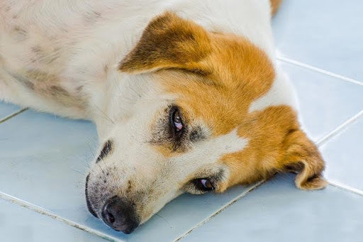 Symptoms and Diagnosis of Immune Disorders in Dogs: lethargic dog showing possible signs of immune-related illness.