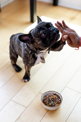 dog food criteria