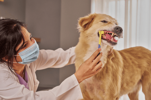 A veterinarian wearing a face mask and white coat brushes a golden dog's teeth with a yellow toothbrush.