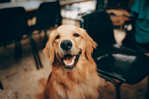 A happy Golden Retriever with its mouth open looks directly at the camera in an indoor setting.