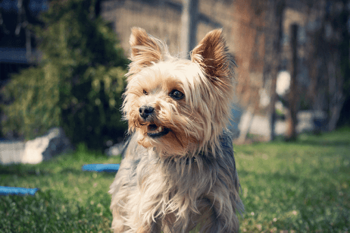 A small, scruffy Yorkshire Terrier stands outdoors in the sunlight on a patch of grass.