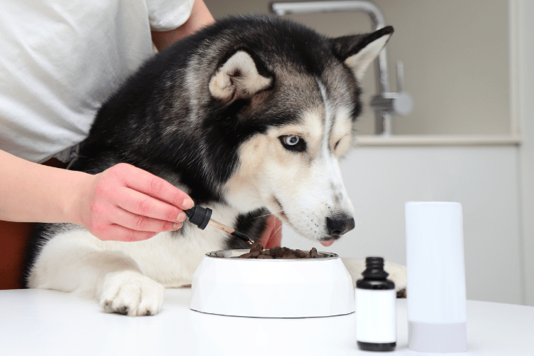 A person adding liquid dog supplement from a dropper into a husky’s food bowl while the dog eats.