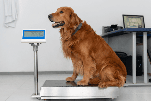Golden retriever sitting on a veterinary scale.