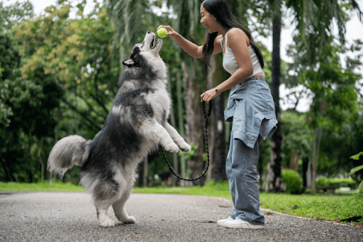 Dog jumping up to reach a ball held by its owner in a park setting.