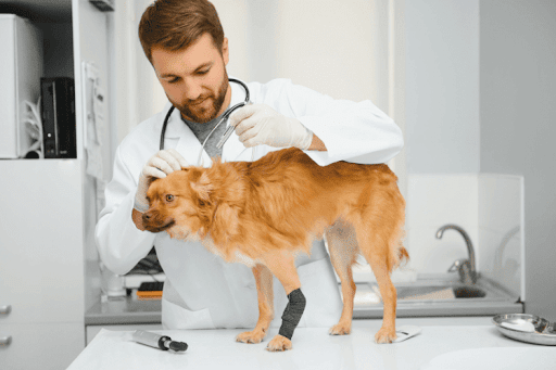 Injured dog being examined by a veterinarian in a clinic setting.