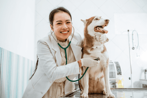 Veterinarian giving a health check to a Husky in clinic.