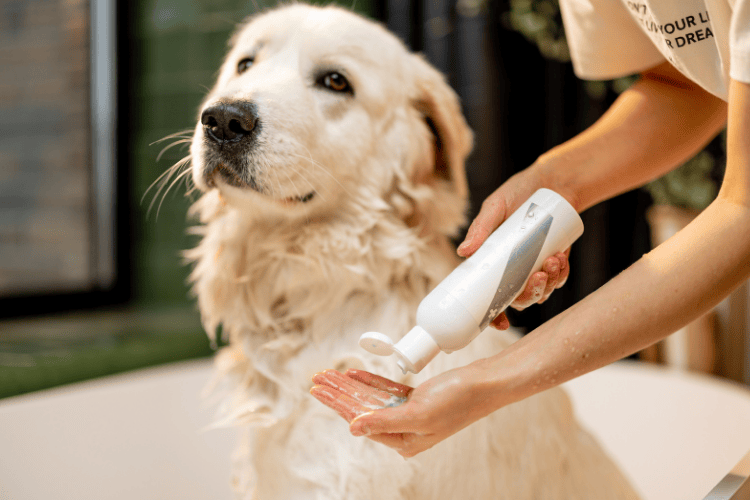 A person squeezing dog shampoo from a white bottle into their hand while bathing a wet Golden Retriever in a tub.