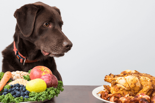 A dark brown dog staring at plates of food on a table.