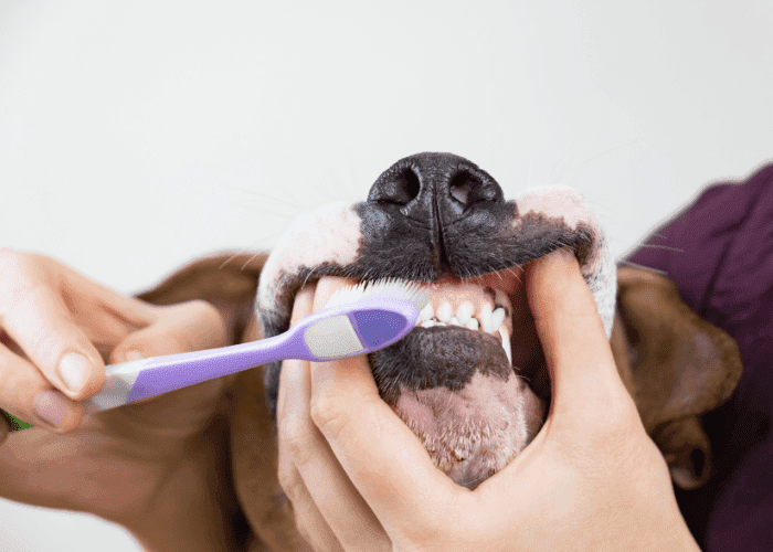 Person brushing a dog’s teeth with a purple toothbrush, holding its mouth open gently.