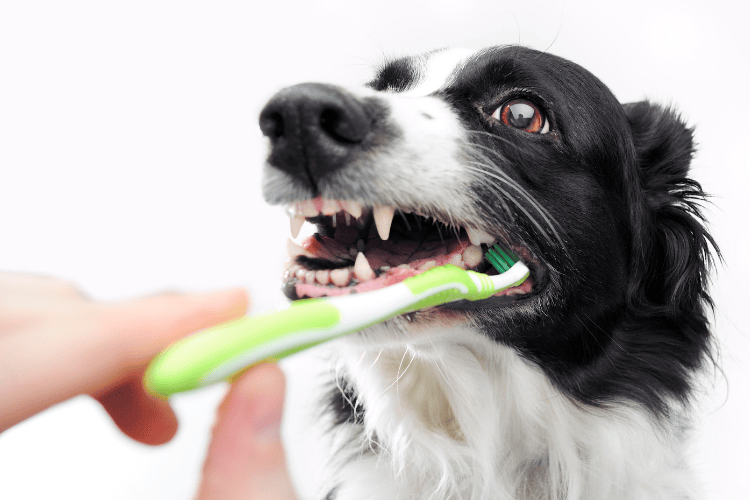 Close-up of a black and white Border Collie having its teeth brushed with a green toothbrush against a white background.