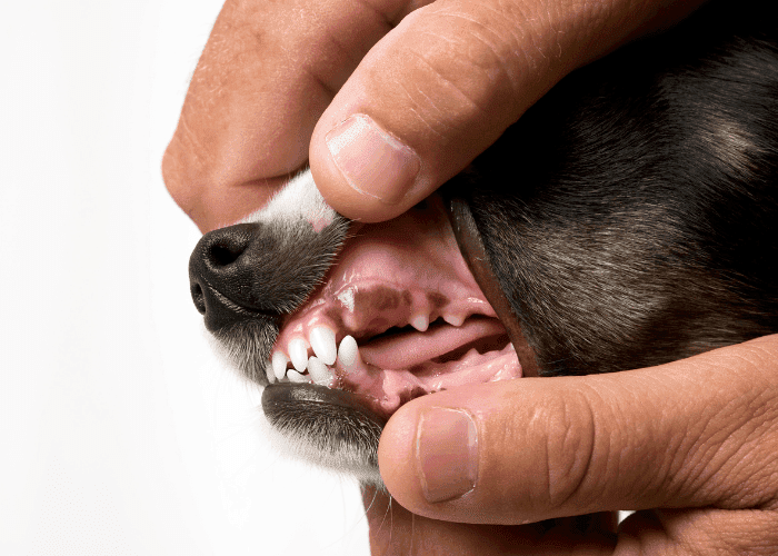 Close-up of a person gently lifting a dog’s lip to check its teeth and gums.