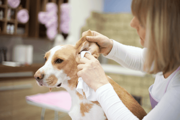 Woman gently cleaning a brown and white dog’s ear with a soft cloth during grooming.