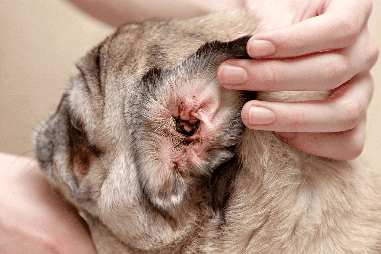 Close-up of a dog’s inflamed ear showing signs of infection, with a person gently examining it.