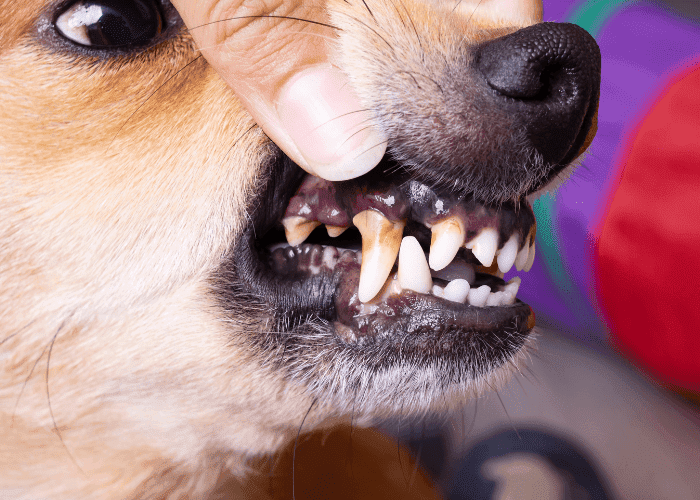 Close-up of a person lifting a dog’s lip to show its teeth and gums, revealing dental tartar and staining.