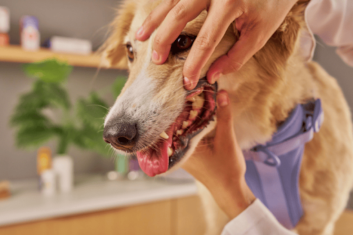 Close-up of a person in white gloves lifting a dog's lip to examine its teeth and gums.