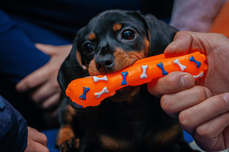 A small black and tan dachshund chewing an orange dog toy decorated with blue and white bone shapes.