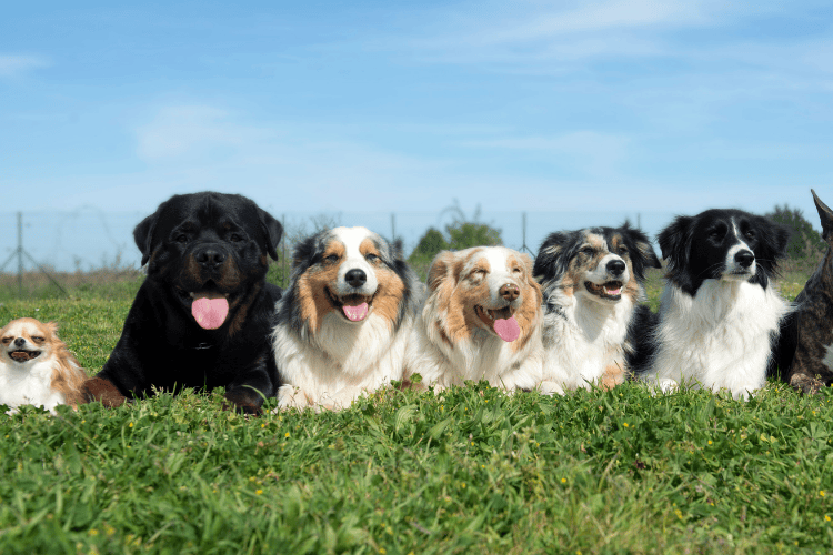 A row of six dogs of various breeds, including a Rottweiler, Border Collie, Australian Shepherds, and a Chihuahua, lying side-by-side in green grass on a sunny day.