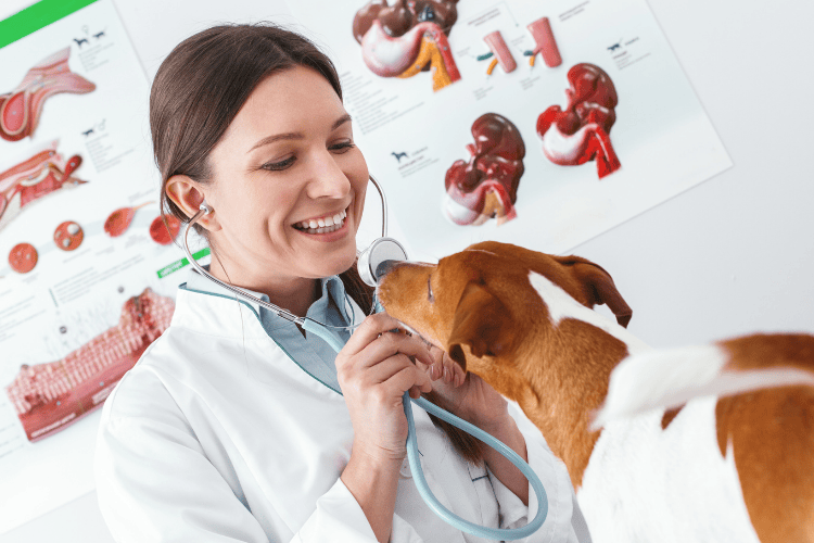 A smiling veterinarian using a stethoscope while a brown and white dog sniffs it during an exam.