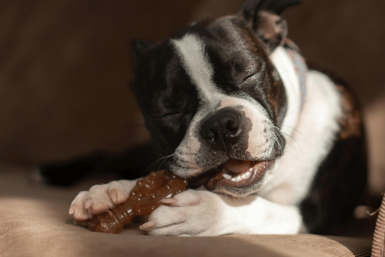 A black and white dog lying down and happily chewing on a textured dog treat.