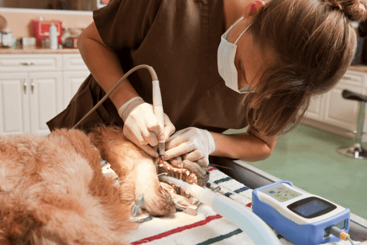 Veterinarian performing a dog dental procedure under anesthesia.