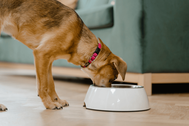 A brown dog with a pink collar standing indoors and eating from a white food bowl.