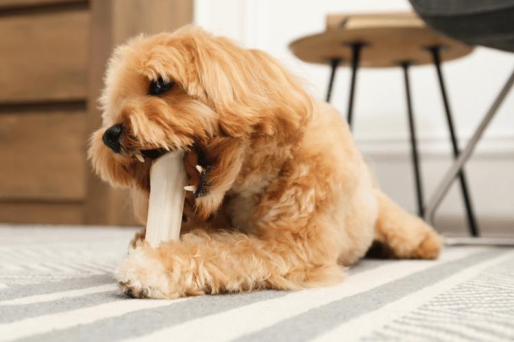 A fluffy brown dog lying on a rug while chewing on a large bone-shaped treat.