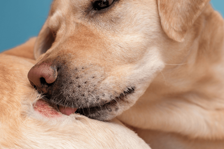 Close-up of a yellow Labrador licking a red, raw skin irritation or hot spot on its back, indicating dermatological discomfort.