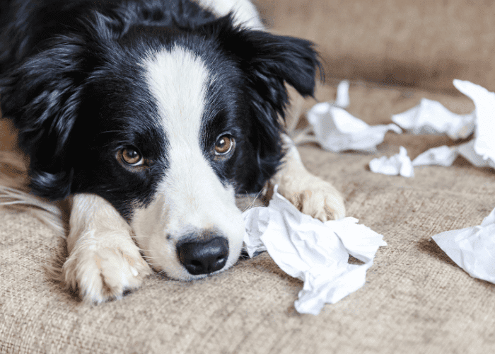 Black and white dog lying on a couch with torn paper scattered around, looking up guiltily.