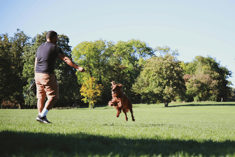A man playing with a brown dog that is jumping excitedly in a large grassy park.