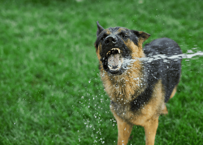 German Shepherd playing on grass, biting at a stream of water.