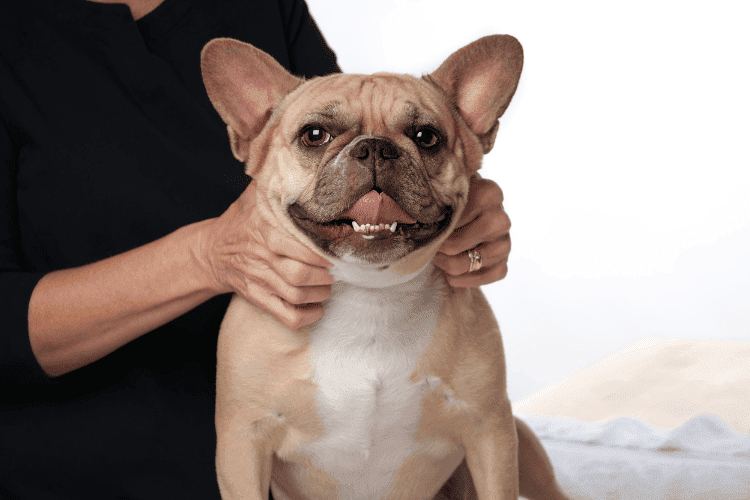 Smiling French Bulldog being gently massaged around the neck by owner’s hands.