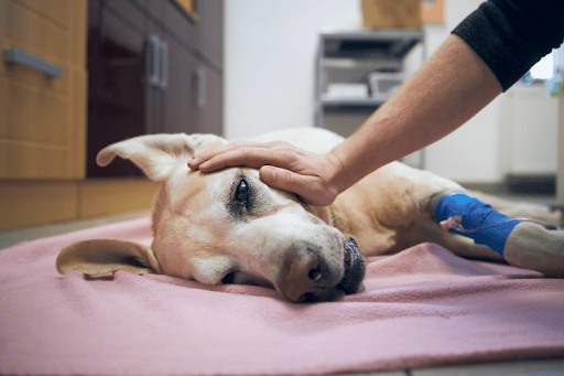 Dog recovering after veterinary treatment with a bandaged leg while being comforted by its owner during evaluation for common autoimmune diseases or a primary or secondary disease.