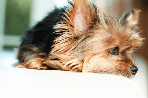Dog resting with low energy, illustrating common symptoms of immune issues, autoimmune diseases, and fatigue in dogs.