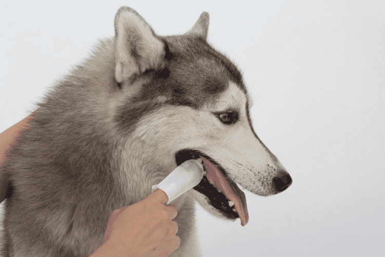 Dog receiving routine dental hygiene care at home.