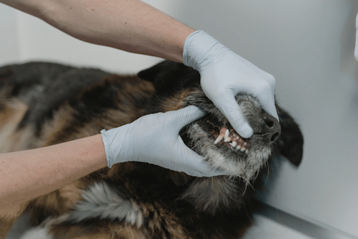 A veterinarian's hands gently pulling back a dog's lips to inspect the side teeth during a checkup.