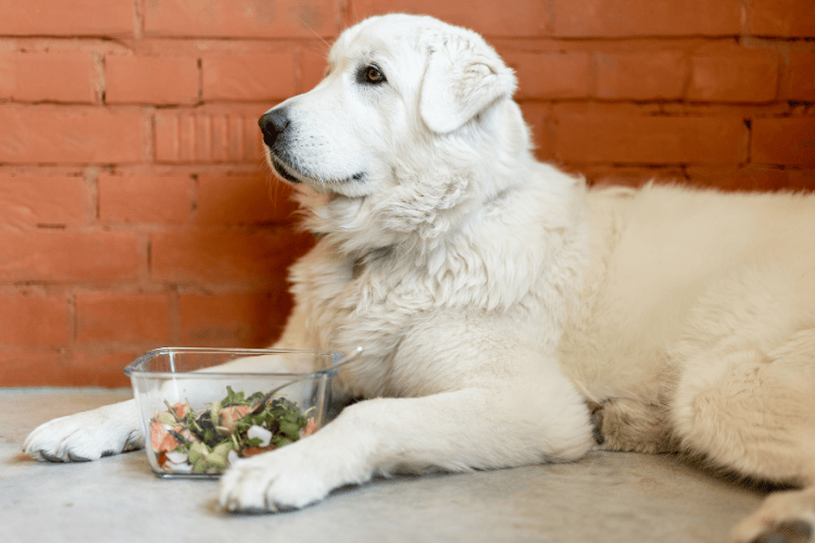 A fluffy white dog lying on the floor beside a glass bowl filled with fresh vegetables and meat.
