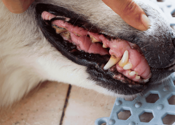 Side view of a dog’s mouth showing tartar buildup and gum inflammation.