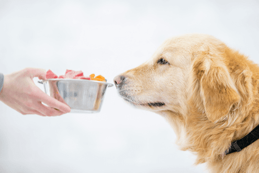 Dog smelling bowl of mixed food pieces.