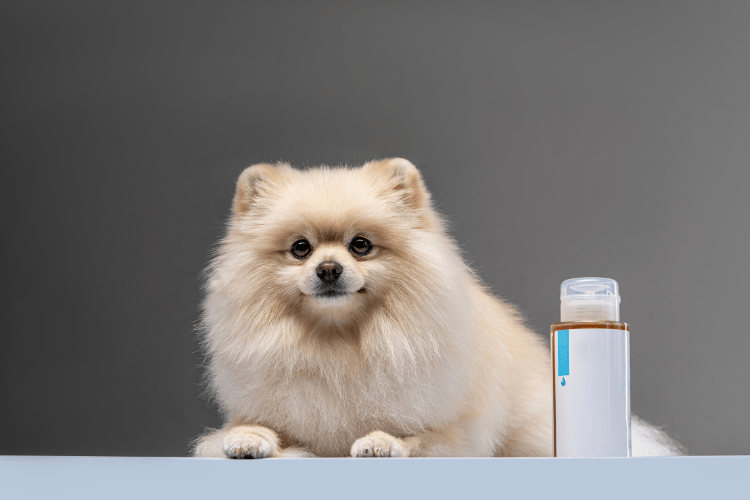 A fluffy Pomeranian dog lying down next to a white and amber pet care product bottle against a solid grey background.