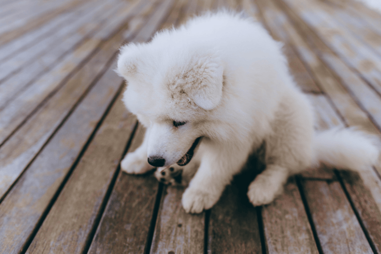 A fluffy white Samoyed puppy looking down at its paws on a wooden deck.