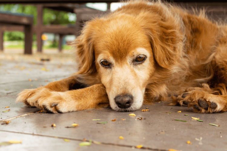 Close-up of a golden-haired dog lying down with its head resting on its paws on a grey tiled patio scattered with dry leaves.