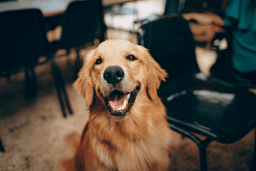 Happy Golden Retriever smiling at the camera.